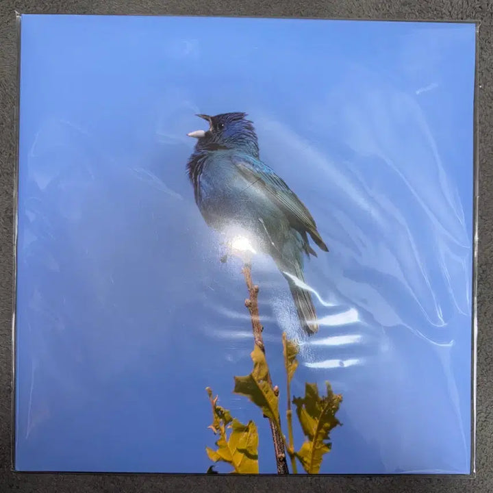 [BUNJANG] Yoon Ji Young Blue Bird LP + Umbrella Bundle Set / 윤지영 blue bird LP + 나의 정원에서 우산 일괄
