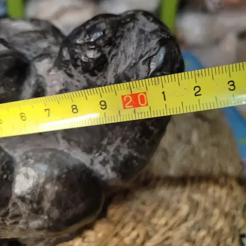 [BUNJANG] Stromatolite Fossil / 경산 스트로마톨라이트