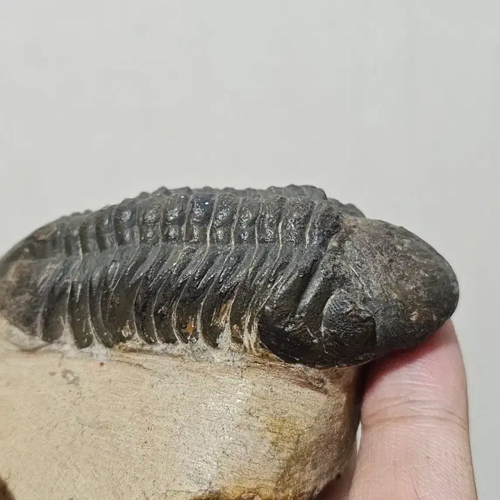 [BUNJANG] Trilobite Fossil / 삼엽충 화석