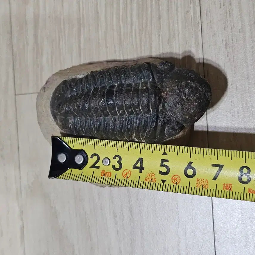 [BUNJANG] Trilobite Fossil / 삼엽충 화석