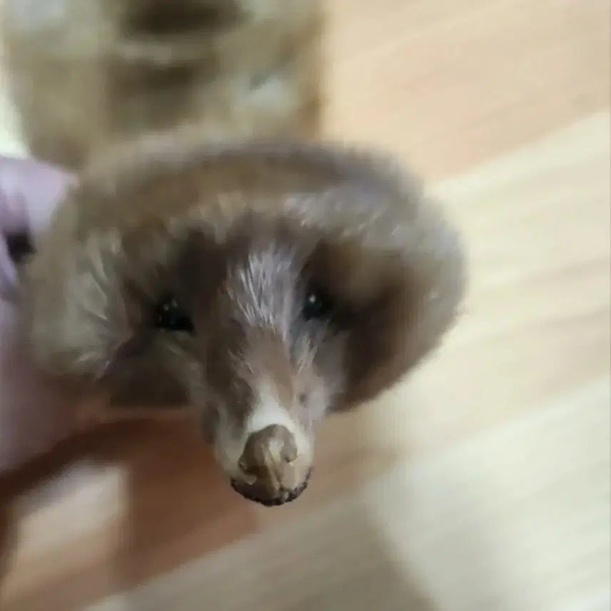 [BUNJANG] Mink Fur Scarf / 밍크목도리 모피목도리