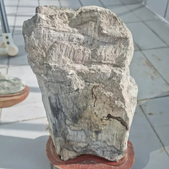 [BUNJANG] Fossilized Wood Specimen / 나무 화석