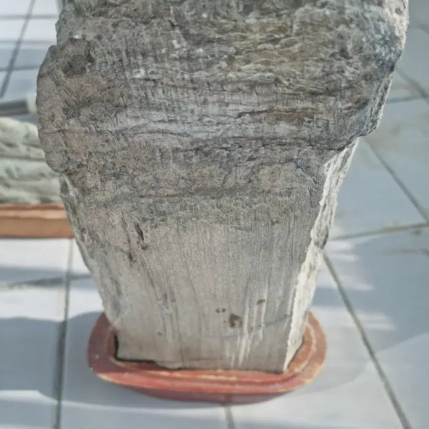 [BUNJANG] Fossilized Wood Specimen / 나무 화석