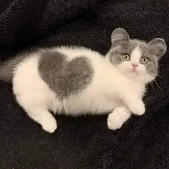 [BUNJANG] (No Output) / S2첫구매 네일할인이벤트!!S2