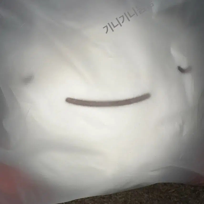 [SOLD OUT] 보이넥스트도어 보넥도 쁘넥도 운아기 쿠션 미개봉
