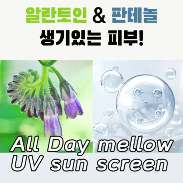 [BUNJANG] Wadaskin All Day UV Sunscreen 50ml / 미개봉 새상품) 와더스킨 올데이 유브이 선크림