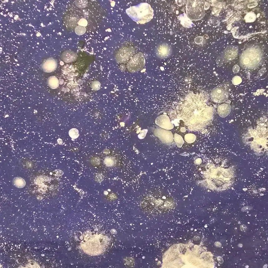 [BUNJANG] Yohahn Diko Cosmos 34910a Painting / 한요한 작가 50호 서양화 그림