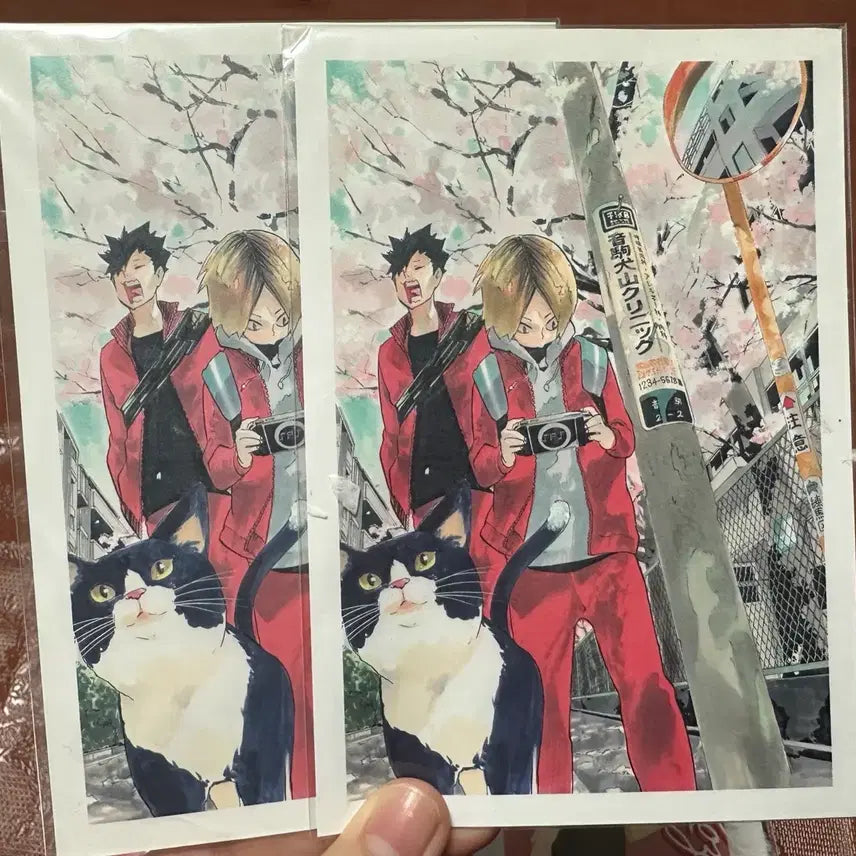 [BUNJANG] Haikyu Kenma and Kuroo Cherry Blossom Postcard Bundle Set / 하이큐 벚꽃 켄마 쿠로우 엽서2장일괄