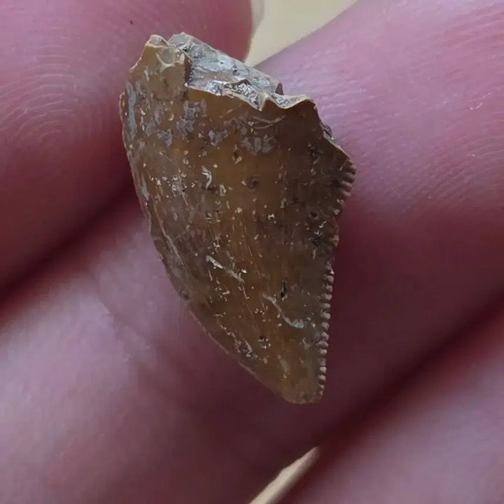 [BUNJANG] Authentic Majungasaurus Tooth Fossil / 진품 마준가사우루스 이빨 화석 판매합니다!