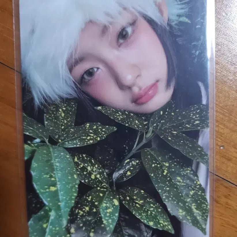 [BUNJANG] Kiki Kiya BTG POB Photocard / [판매] 키키 키야 BTG 공방포카