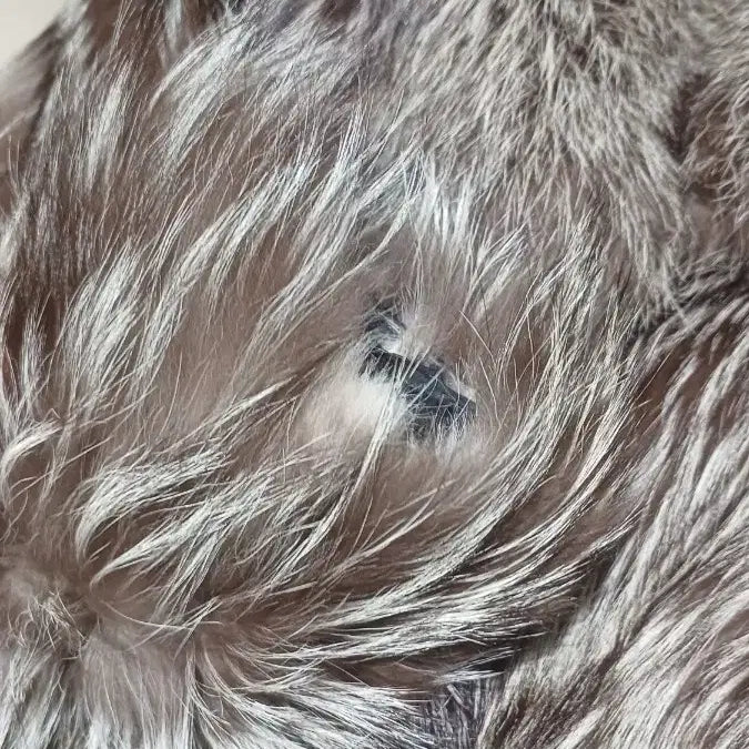 [BUNJANG] Unknown Item Size 55 / 영국 폭스 55사이즈