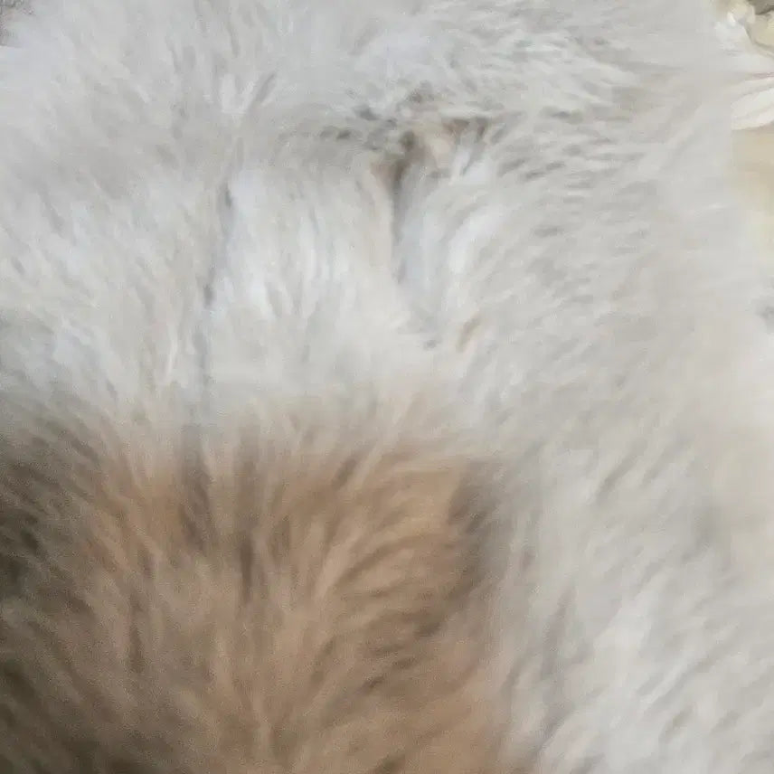 [BUNJANG] Salvatore Ferragamo Lapin Fur Muffler / 미사용급 Salvatore Ferragamo 라팽 퍼 머플실크 안감실크