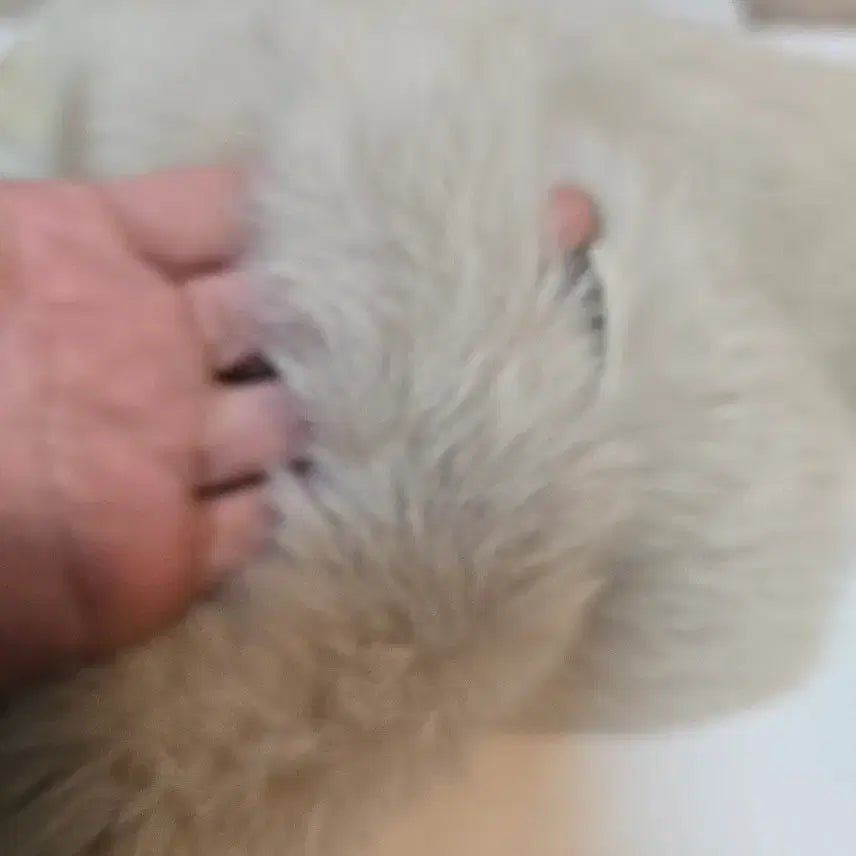 [BUNJANG] Salvatore Ferragamo Lapin Fur Muffler / 미사용급 Salvatore Ferragamo 라팽 퍼 머플실크 안감실크