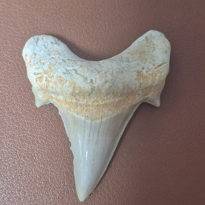 [BUNJANG] Fossilized Shark Tooth / 상어 이빨 화석