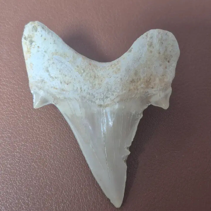 [BUNJANG] Fossilized Shark Tooth / 상어 이빨 화석