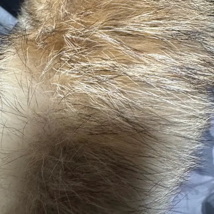 [BUNJANG] Canada Goose Expedition Jacket XS / 캐나다구스 카모 익스페디션 xs