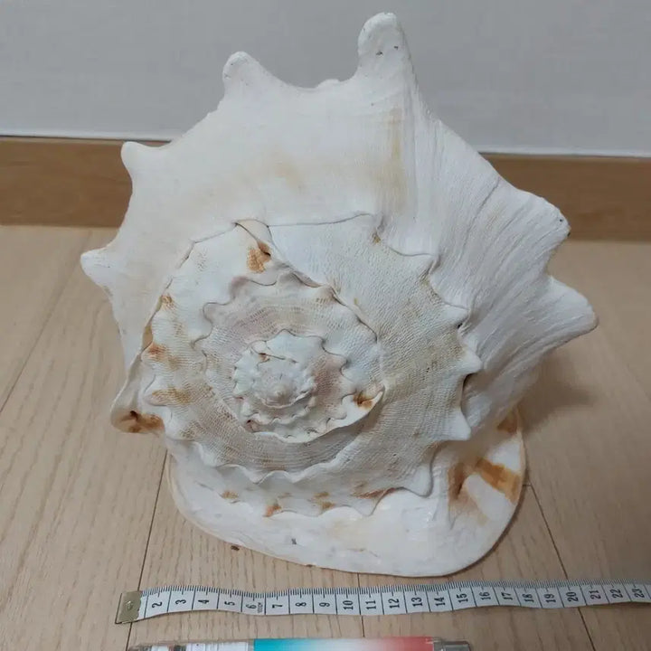 [BUNJANG] Large Horned Helmet Shell Decoration / 초대형 뿔헬멧고둥 껍데기 장식용