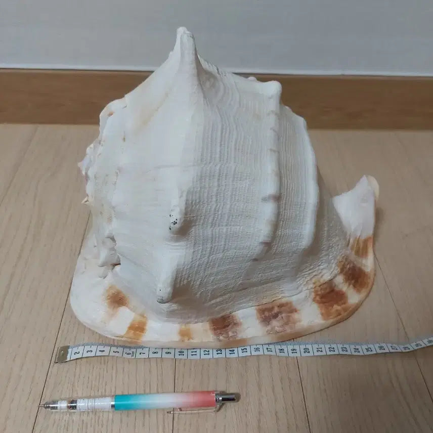 [BUNJANG] Large Horned Helmet Shell Decoration / 초대형 뿔헬멧고둥 껍데기 장식용