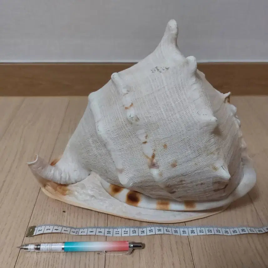 [BUNJANG] Large Horned Helmet Shell Decoration / 초대형 뿔헬멧고둥 껍데기 장식용