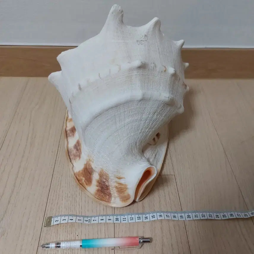 [BUNJANG] Large Horned Helmet Shell Decoration / 초대형 뿔헬멧고둥 껍데기 장식용