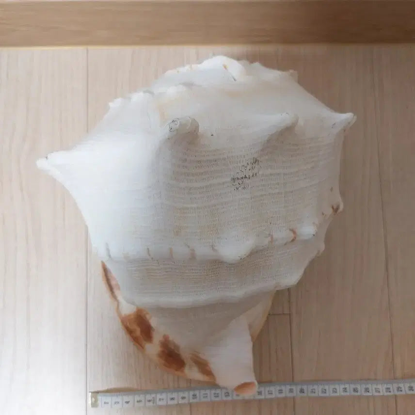 [BUNJANG] Large Horned Helmet Shell Decoration / 초대형 뿔헬멧고둥 껍데기 장식용