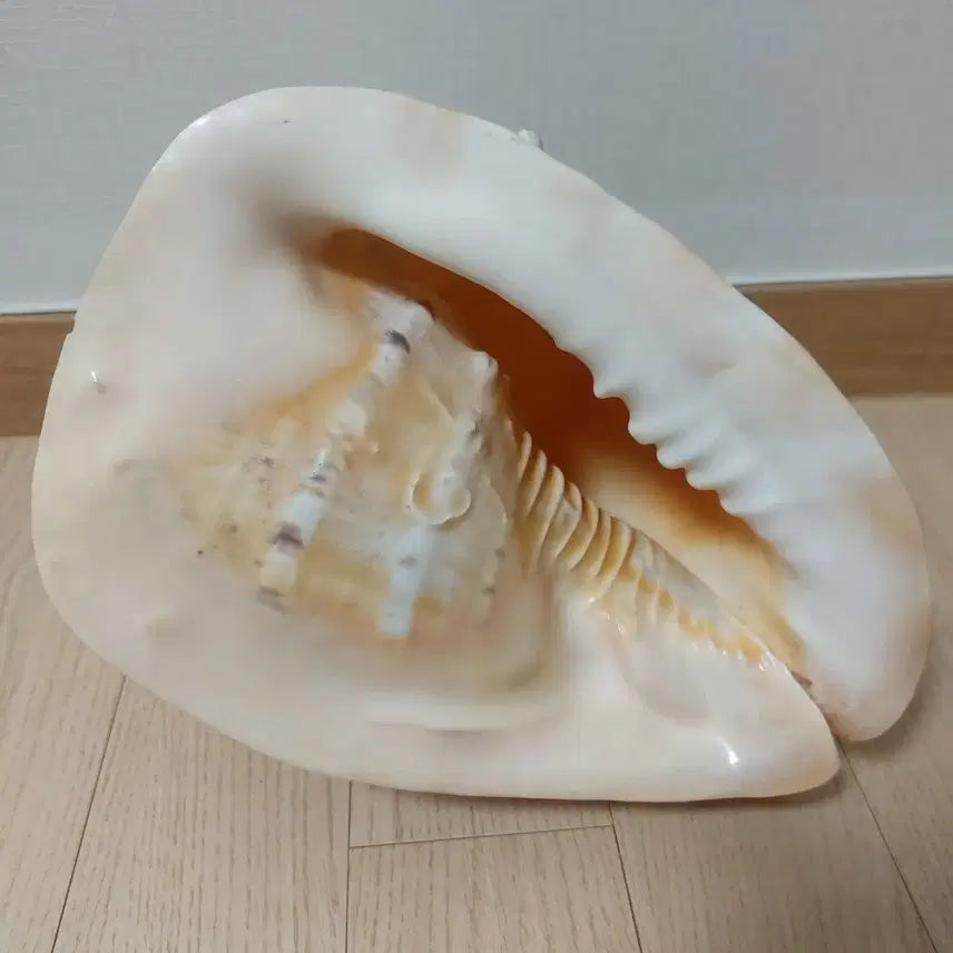 [BUNJANG] Large Horned Helmet Shell Decoration / 초대형 뿔헬멧고둥 껍데기 장식용