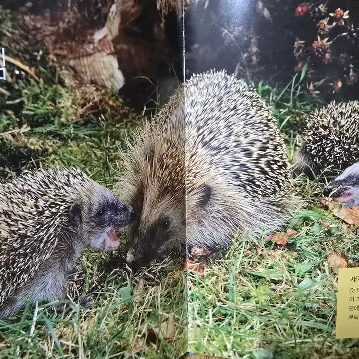 [BUNJANG] Woongjin Smart Books Nature Observation Set / 웅진다책    자연관찰 땅 친구 물 친구 55권+길잡이책