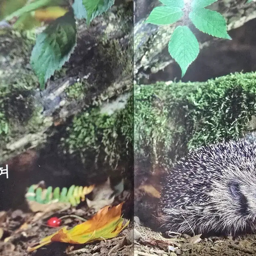 [BUNJANG] Woongjin Smart Books Nature Observation Set / 웅진다책    자연관찰 땅 친구 물 친구 55권+길잡이책