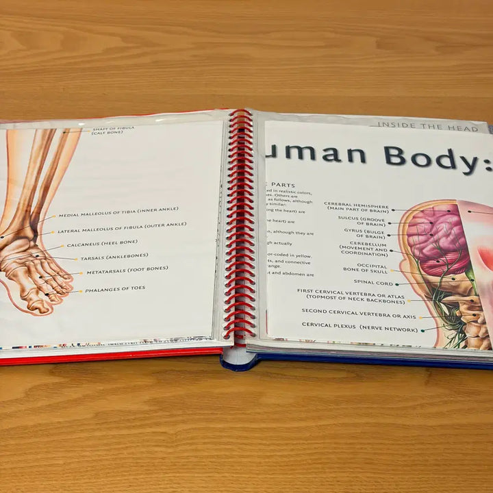 [BUNJANG] Human Body CD & Poster Bundle Set / Human Body외 총3권 일괄판매(개별구매OK) CD 1개 포스터2매