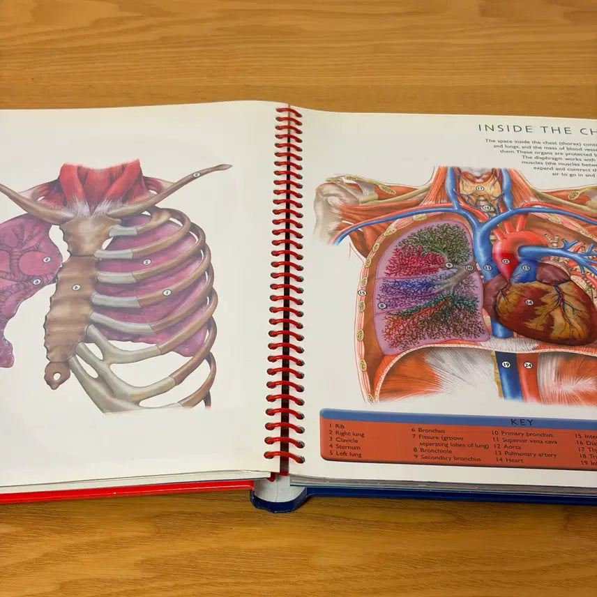 [BUNJANG] Human Body CD & Poster Bundle Set / Human Body외 총3권 일괄판매(개별구매OK) CD 1개 포스터2매