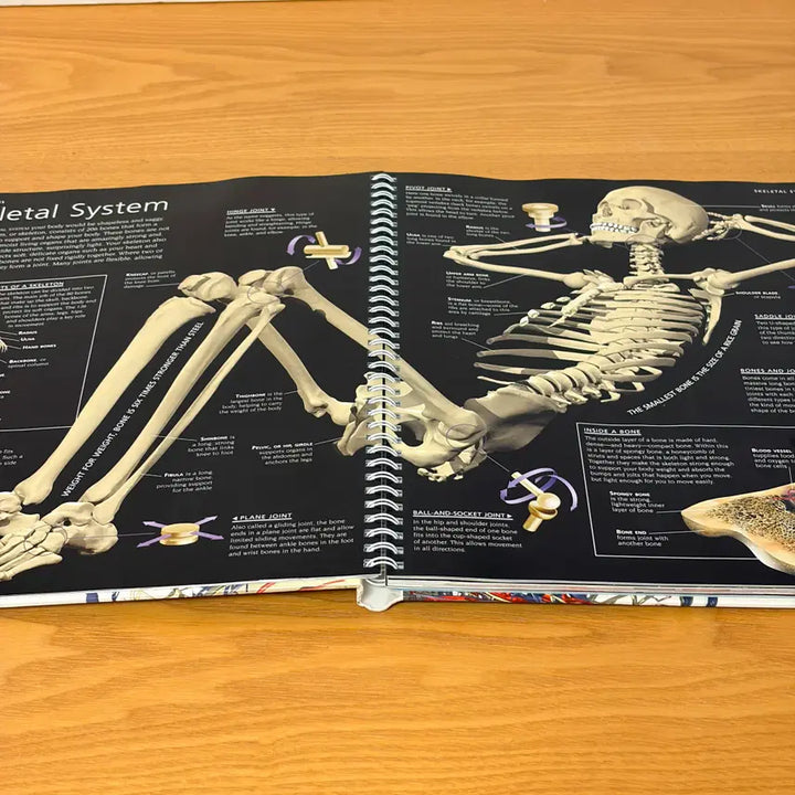 [BUNJANG] Human Body CD & Poster Bundle Set / Human Body외 총3권 일괄판매(개별구매OK) CD 1개 포스터2매