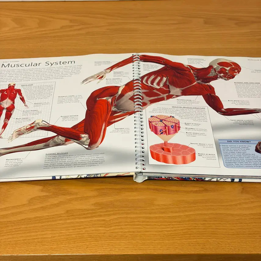 [BUNJANG] Human Body CD & Poster Bundle Set / Human Body외 총3권 일괄판매(개별구매OK) CD 1개 포스터2매