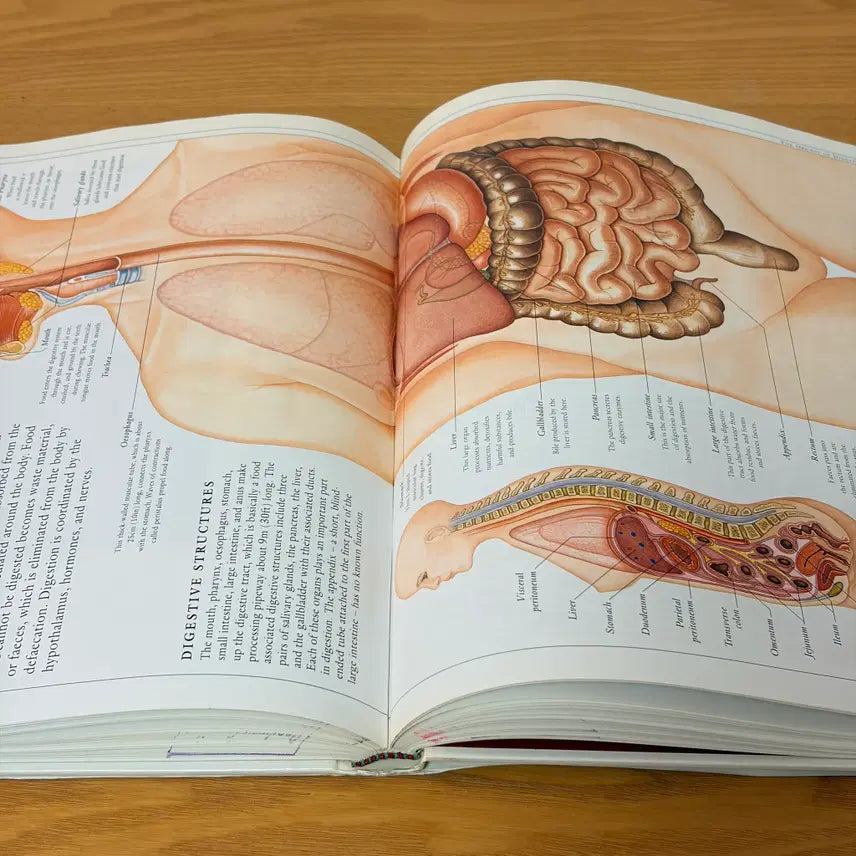 [BUNJANG] Human Body CD & Poster Bundle Set / Human Body외 총3권 일괄판매(개별구매OK) CD 1개 포스터2매