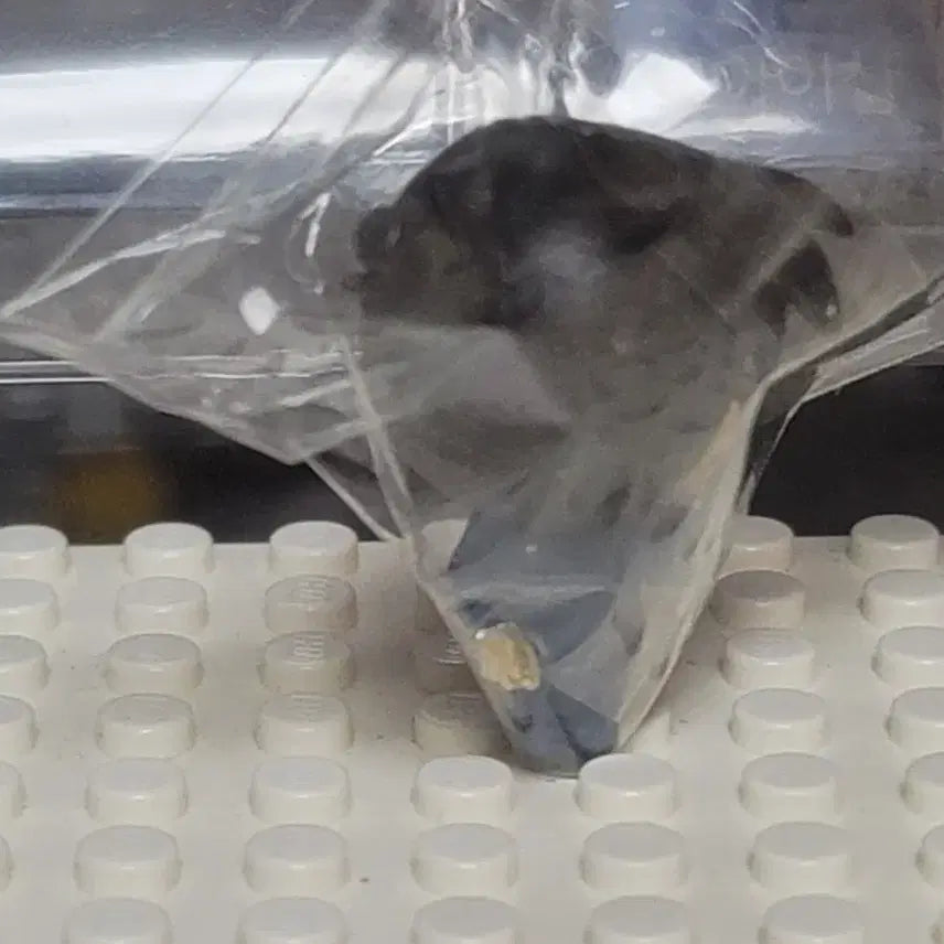 [BUNJANG] Detective Conan Mini Figure / 명탐정 코난 미니 피규어