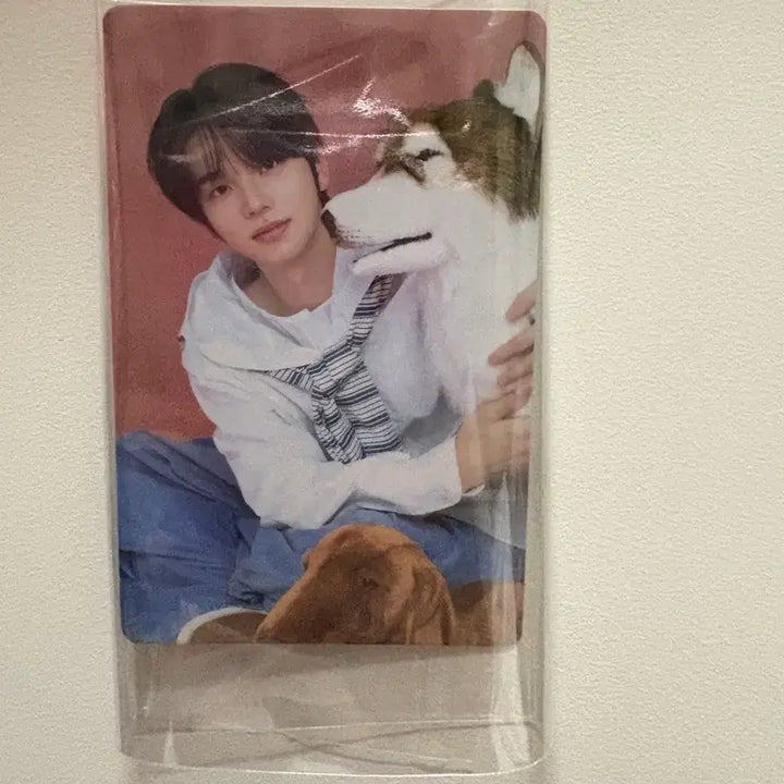 [BUNJANG] TWS Shinyu Birthday Party Event Photocard Bundle Set / 투어스 신유 생일박스 포카 4장 일괄팔매