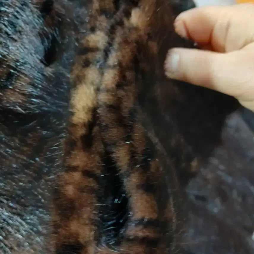 [BUNJANG] Chatelaine Mink Fur Coat Brown 100 / 샤트렌 밍크모피 코트 브라운100