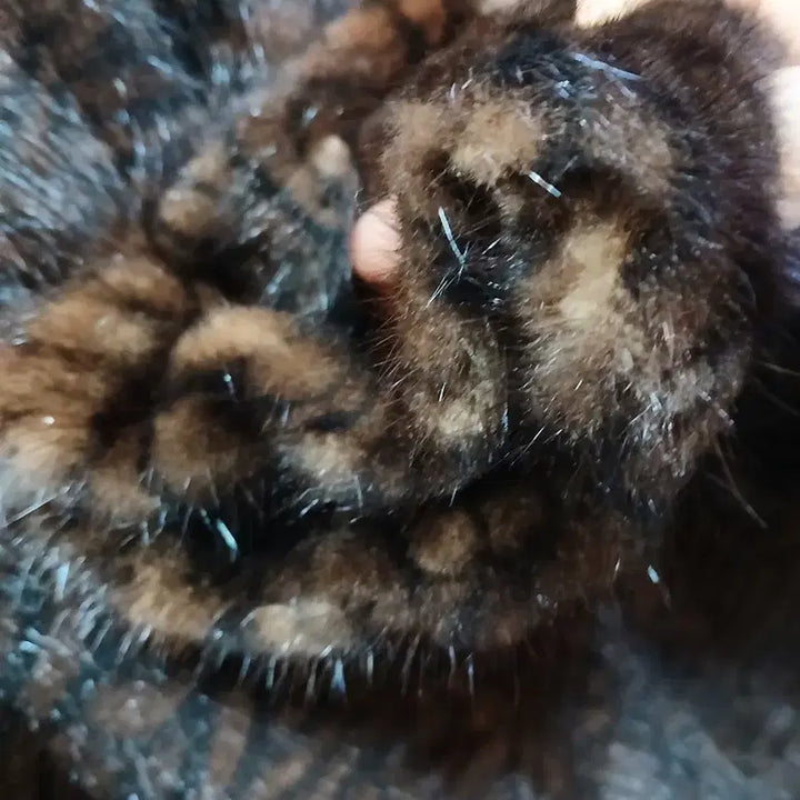 [BUNJANG] Chatelaine Mink Fur Coat Brown 100 / 샤트렌 밍크모피 코트 브라운100