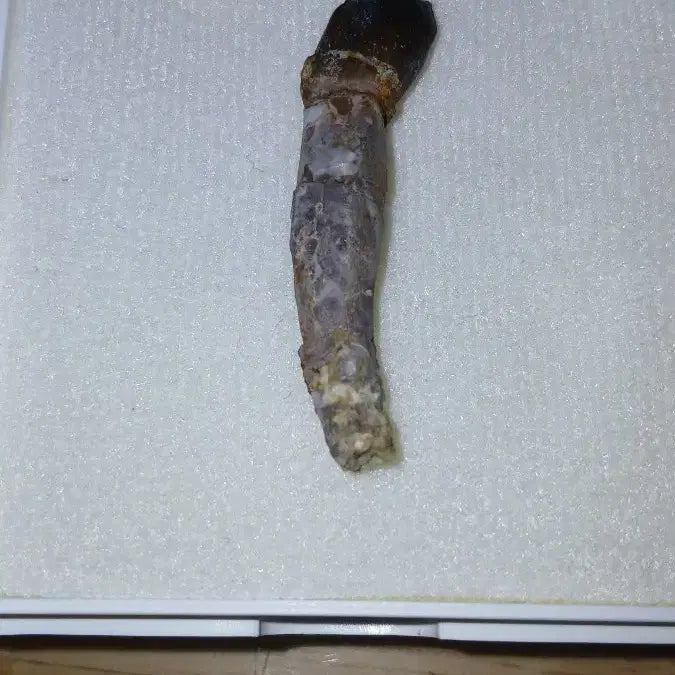 [BUNJANG] Sauropod Tooth Fossil / 용각류 이빨화석