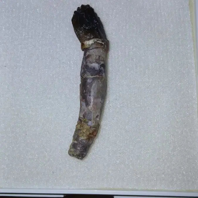 [BUNJANG] Sauropod Tooth Fossil / 용각류 이빨화석
