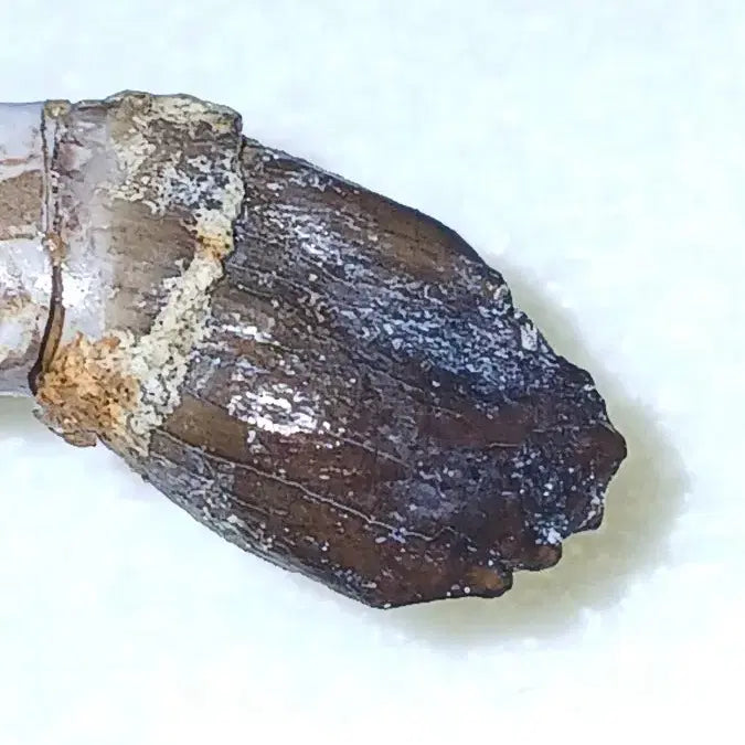[BUNJANG] Sauropod Tooth Fossil / 용각류 이빨화석