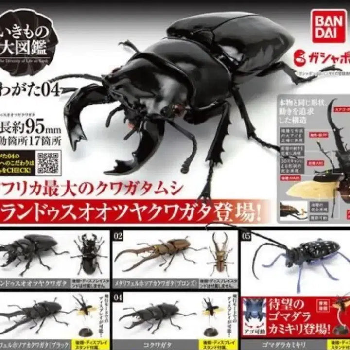 [SOLD OUT] 반다이생물대도감 사슴벌레 4탄 타란두스 광사슴벌레 팝니다 반다이