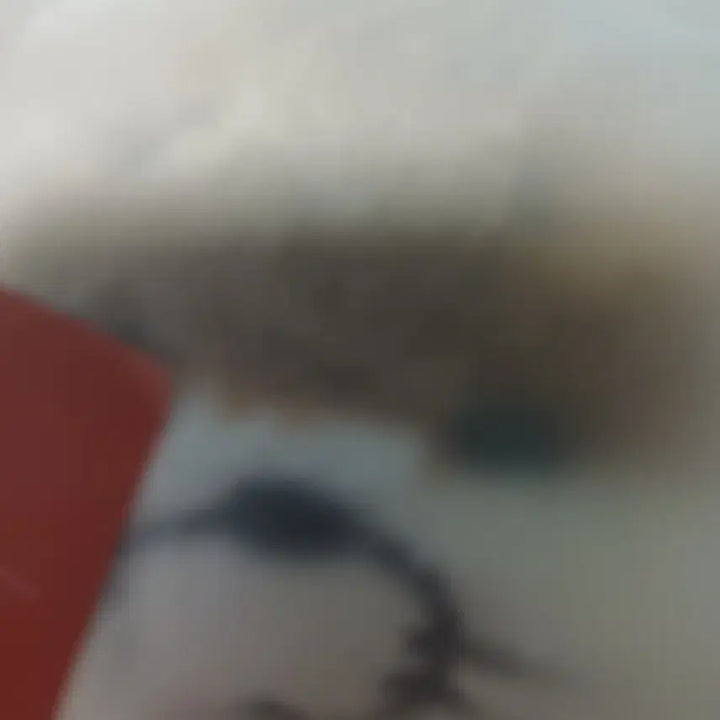 [BUNJANG] ENHYPEN Plush Keyring / 쁘넥도 달링(급처!! 3월 2일까지만 이 가격)