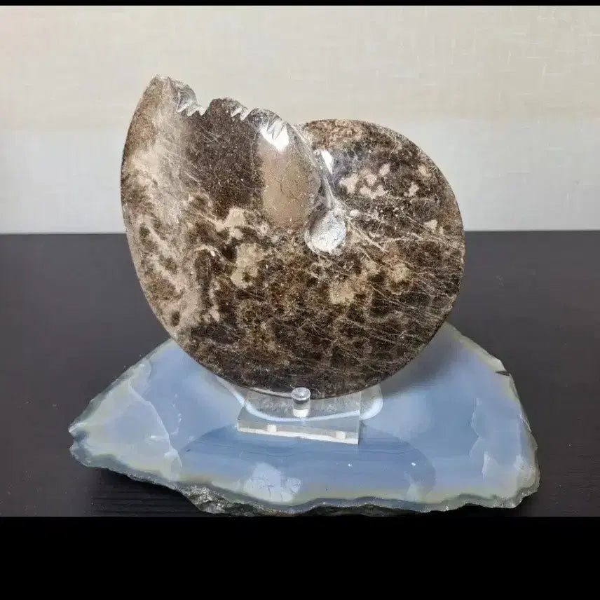 [BUNJANG] Ammonite Fossil Large Size / 30%할인>인테리어소품> 암모나이트화석 >원석, 수석, 광물