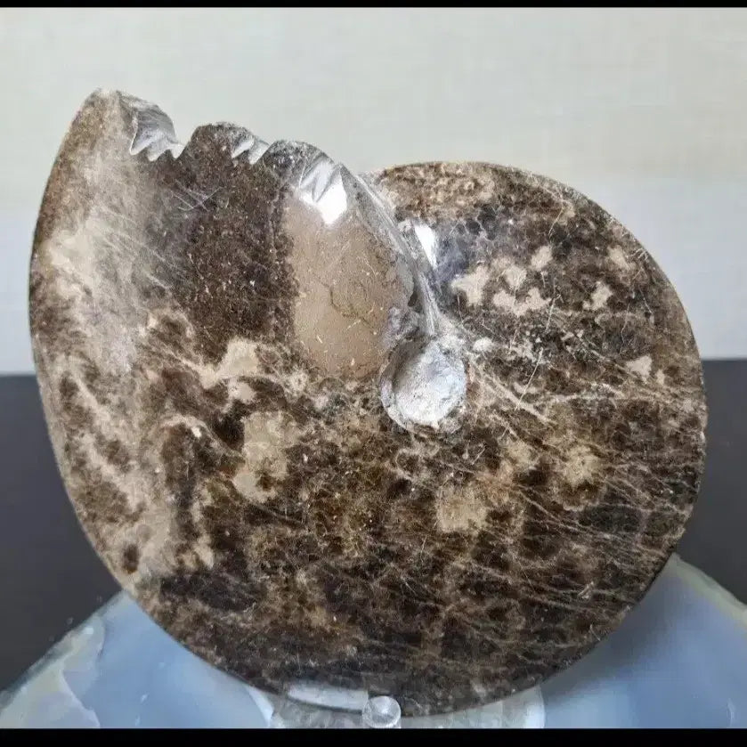 [BUNJANG] Ammonite Fossil Large Size / 30%할인>인테리어소품> 암모나이트화석 >원석, 수석, 광물