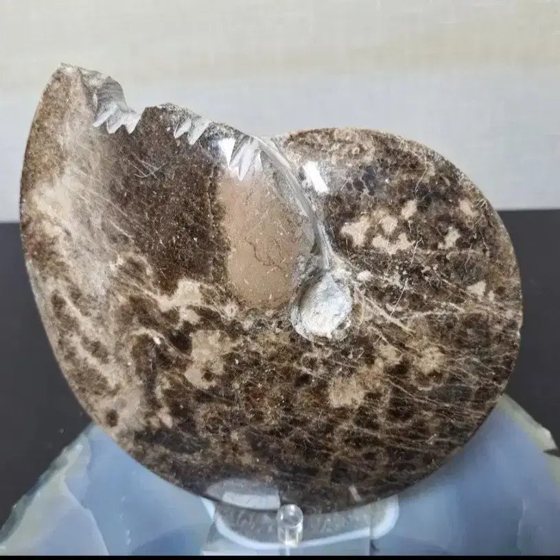 [BUNJANG] Ammonite Fossil Large Size / 30%할인>인테리어소품> 암모나이트화석 >원석, 수석, 광물