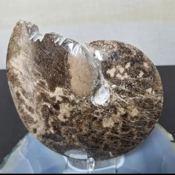 [BUNJANG] Ammonite Fossil Large Size / 30%할인>인테리어소품> 암모나이트화석 >원석, 수석, 광물