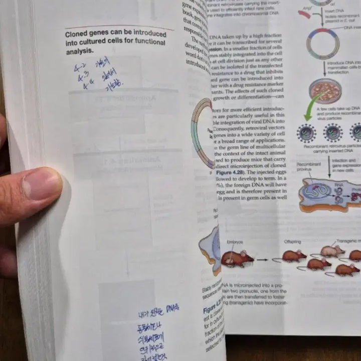 [BUNJANG] The Cell 8th Edition Textbook / The Cell 세포학 8판 교재