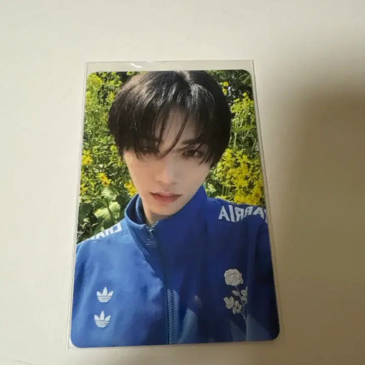 [BUNJANG] D-Action TaeSan Photocard / 디액션 태산