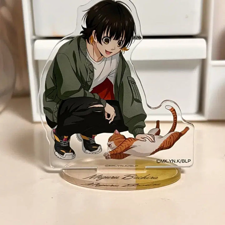 [BUNJANG] Baccira Acrylic / 바치라 아크릴