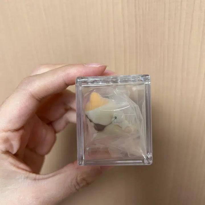 [SOLD OUT] 정품 팝마트 nyota 팝빈  풀박